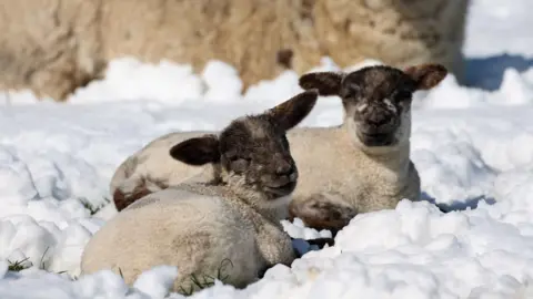 Two lambs lie in a snowy field