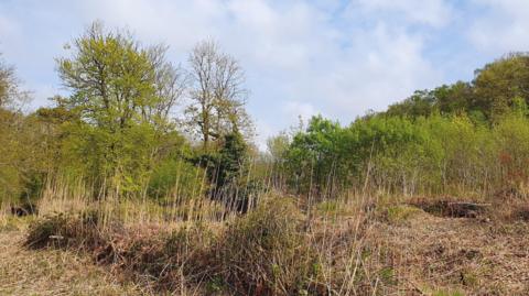 A picture of Woolbrough Fen. There is a number of trees and bushes in the area. The trees are green and brown in colour. There is grass that has turned brown at the bottom of the image.