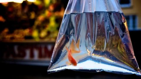 A goldfish swimming in a clear plastic bag