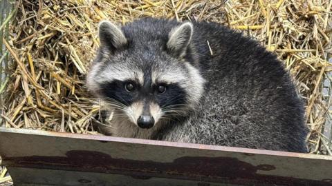 A raccoon peering over its shoulder at the camera while it is in a box of straw