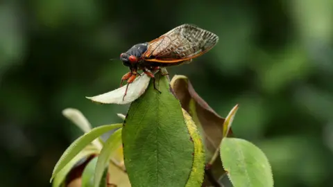 A cicada perched on a leaf