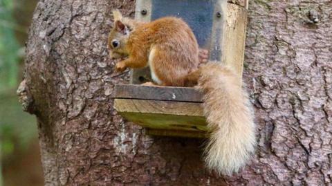 A red squirrel perched on a feeder attached to a tree.