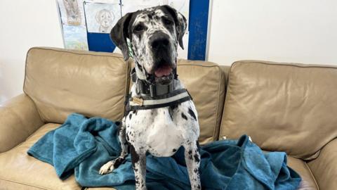 Nellie is a black and white great Dane. She has a grey and black collar round her neck and is sitting on a blue blanket on a beige leather sofa. Behind her is a blue pinboard that has drawings of dogs pinned on it.