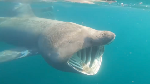 A Basking shark, with its mouth open, captured under the water