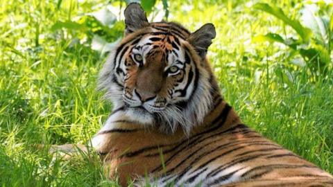 Yuki the tiger looks at the camera while lying down in long grass.