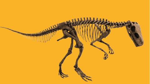 Herrerasaurus skeleton