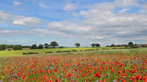Poppies and wild flowers in a field with grass fields behind and blue sky with white clouds above 