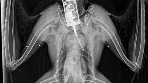 An X-Ray of a golden eagle with little white spots where shotgun pellets have lodged