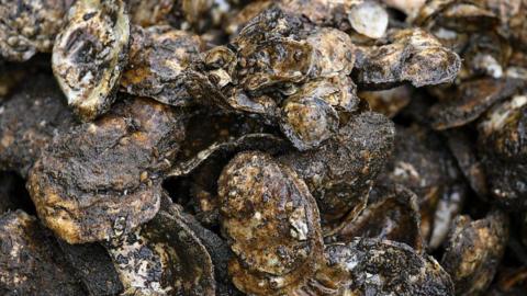 A group of oysters.
