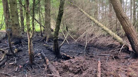 Fire damage to a forest