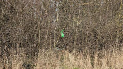 A woodland with tall, dry grass and tangled, leafless bushes. In the background, there are trees with bare branches against a clear sky. A green plastic bag is stuck in the branches. 