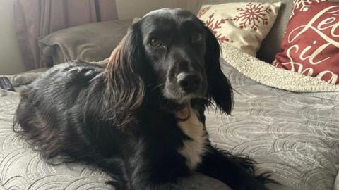 A black spaniel with white chest looks at the camera. She sits on a grey blanket with cushions.