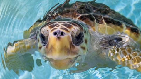 Nazare the loggerhead sea turtle.