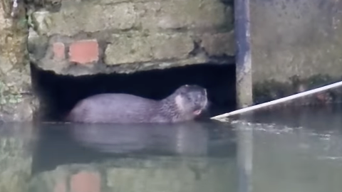 An otter in a river looks toward the camera with an open mouth