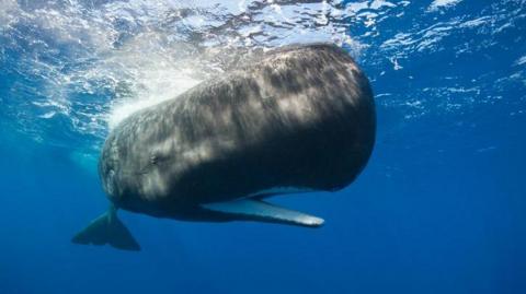 A sperm whale in the water.
