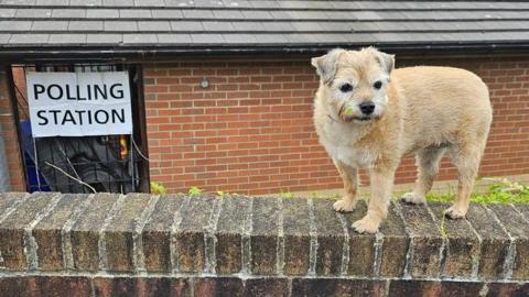A small, short-haired, light brown coloured terrier dog is standing on a brick wall. In the background is a brick building with a black door and a sign saying "polling station"