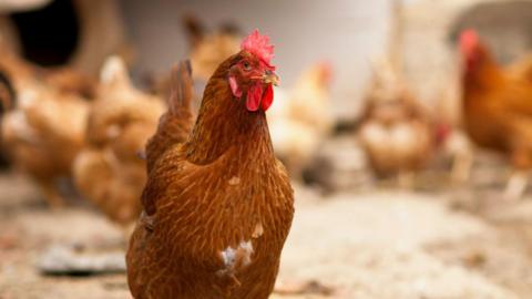 This is a stock photo of a brown hen in a barn. Behind it are other brown hens.