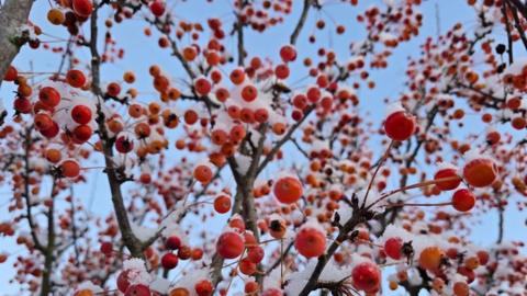 Bright red berries covered in snow on a tree with blue sky behind