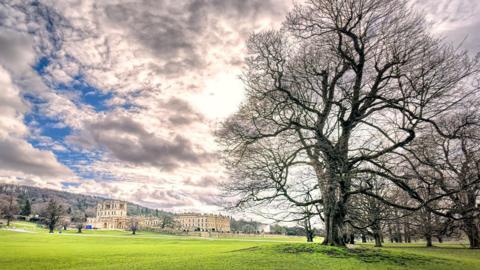 A tree in the foreground of a park in the grounds of Chatsworth House in Derbyshire