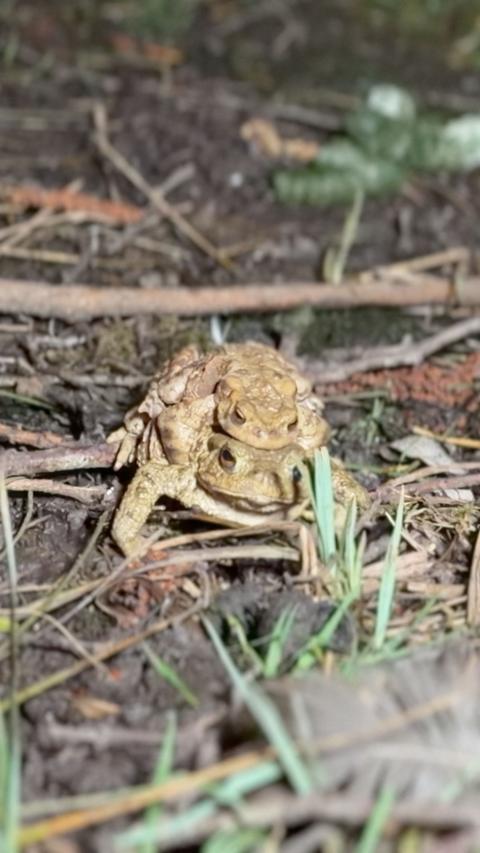 A male toad on the back of a female toad.