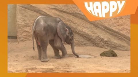 An elephant looking at poo