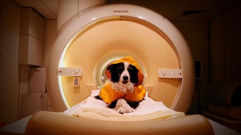 The image shows a border collie looking happy and relaxed as it sits on a fat bed that is inside the cylinder of a medical scanner. The dog has its paws crossed and is looking directly at the camera. 