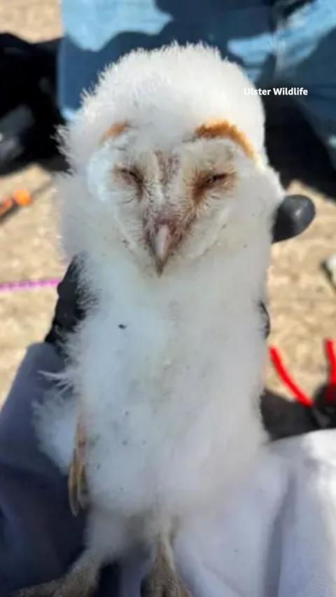 A snowy white barn owl chick 