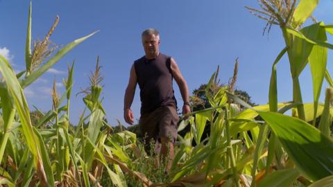 Farmer Ed Rhodes, wearing a sleeveless brown round-neck top and brown shorts, set against a cloudless blue sky, walks through his crop of sweetcorn, rising up around him on the left and right