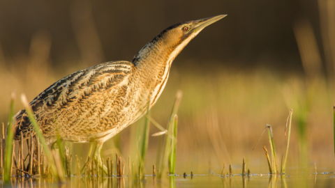 A bittern wading through shallow water