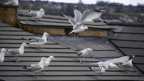 A flock of gulls sitting on the roof of a house. Some of them are stationary while others are mid-flight.