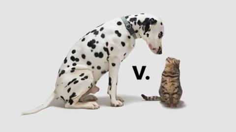 A Dalmatian dog looking down at a cat while the cat looks back at up at the dog. They are on a white backdrop. 