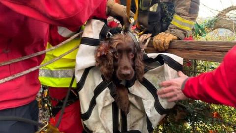 A spaniel is connected to a rope and harness with firefighters in red uniform standing around it.