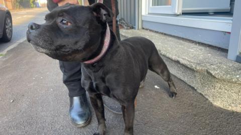 A close-up of a black Staffordshire bull terrier standing on a pavement. The dog is looking off to the left of the image, and has a faded pink collar. A person's foot can be seen in the shot behind the dog. They are standing next to what appears to be the doorway of a building.