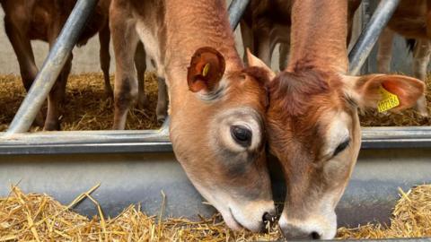 A close-up shot of two Jersey cows bowing their heads to feed from a trough. They're putting their necks between metal bars to eat.