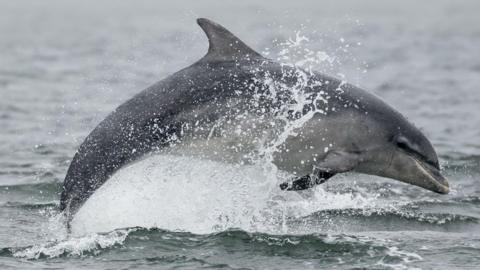 A bottlenose rises out of the sea causing a splash and water to spray up from the sea's surface. The dolphin is grey in colour.