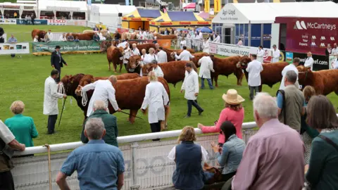 Cylch y gwartheg yn y Sioe Fawr yn Llanelwedd