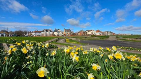Yellow daffodils in bloom with houses behind and blue sky above
