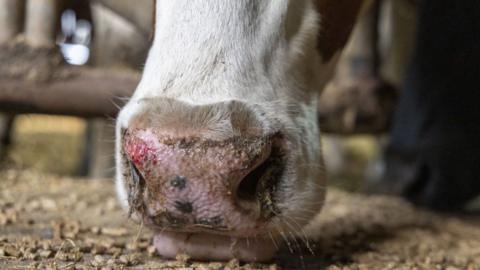 The nose of a cow affected by bluetongue in close-up