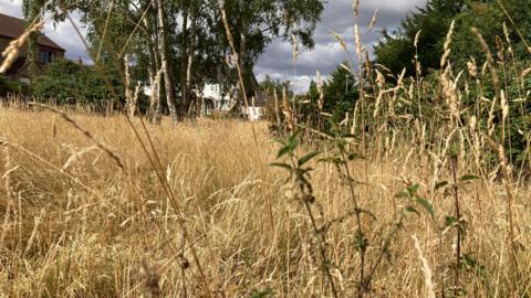 An area of very long, brown grass. There are houses in the distance.