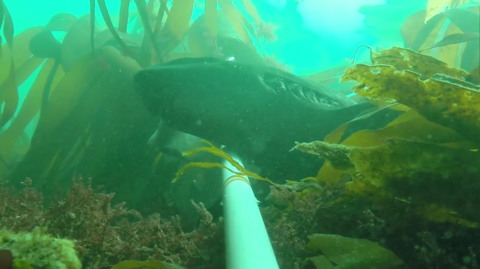 Nursehound shark