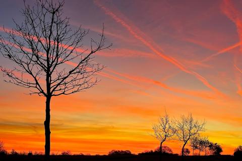 A silhouette of a tree stands on the left of the image while the sky behind it is a bright orange, yellow and purple with contrails of aircraft through the image.