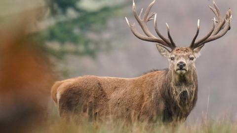 A red deer amongst autumnal colour at Bradgate Park in Leicestershire. The stag is side on and has turned its head to look at the camera. It has large antlers. 