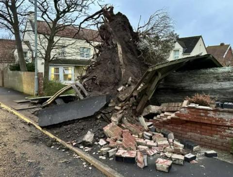 Tree fallen into someone's drive