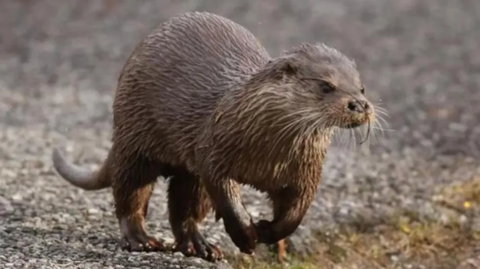 Otter file pic