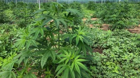 A bright green marijuana plant grows in the foreground, behind it more plants grow, and a green smaller plant covers the ground. Th plants are in a glasshouse. 
