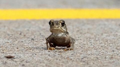 frog crossing the road