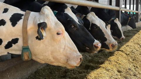 Five cows in a cattle shed eating feed