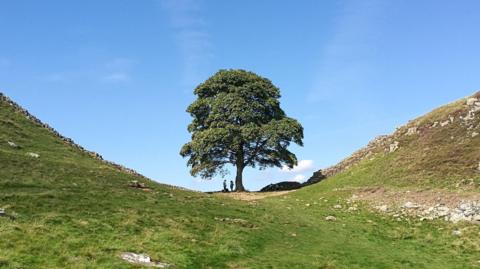 The Sycamore Gap tree growing along Hadrian's Wall before it was felled. Two people stand under the tree.