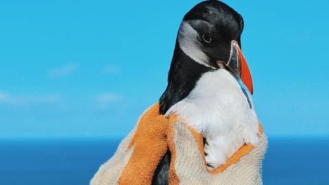 Close up shot of a person wearing gloves holding a puffin. The bird has a bright orange beak and is looking towards the person holding it.