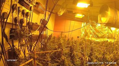 A police bodycam image of a suspected cannabis grow in a house in Mansfield, Nottinghamshire. Dozens of plants can be seen on the floor with a bank of electrical plugs pushed into sockets on the wall with wires trailing from them.